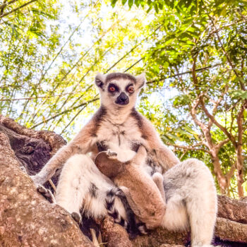 Lemur katta z młodym na Nosy Be – symbol Madagaskaru
