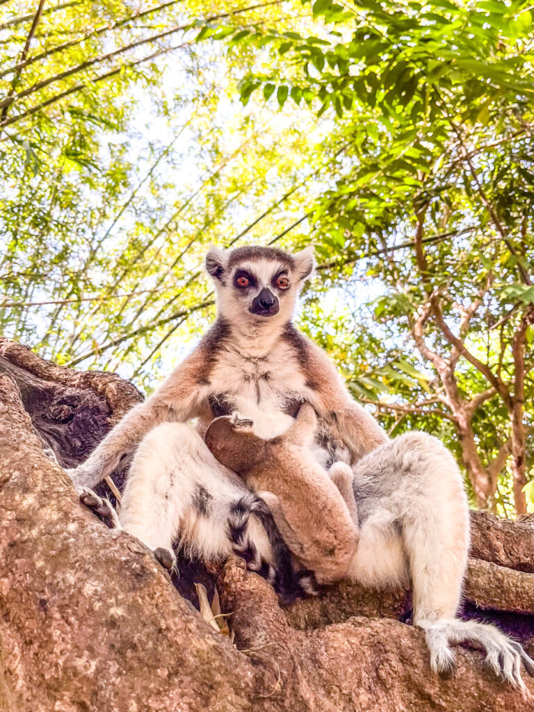 Lemur katta z młodym na Nosy Be – symbol Madagaskaru